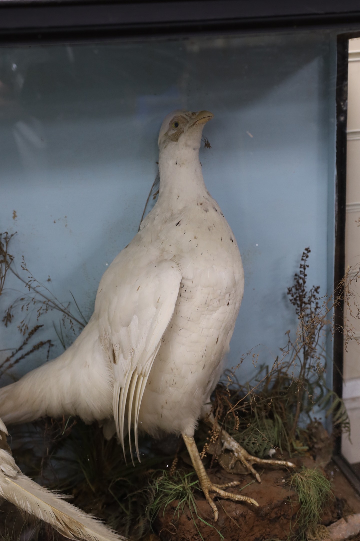 A cased taxidermy group of two white pheasants in naturalistic setting, case 7cms wide x 63cms high